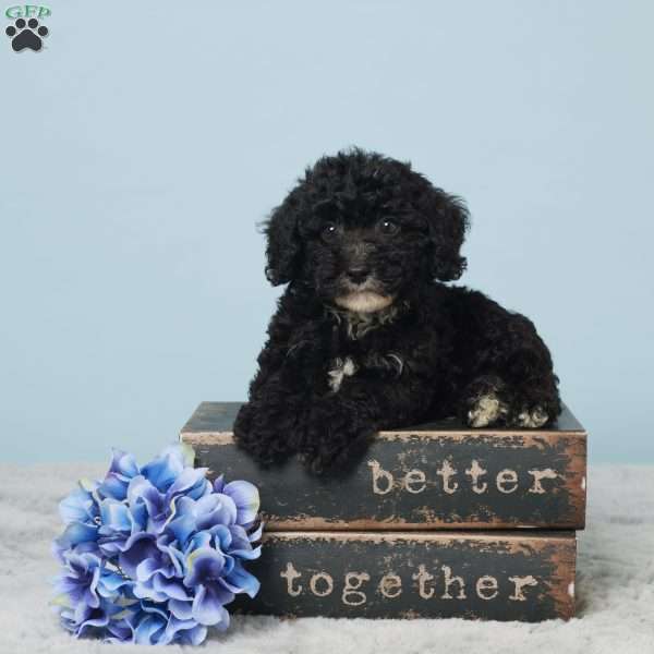 Teddy, Miniature Poodle Puppy